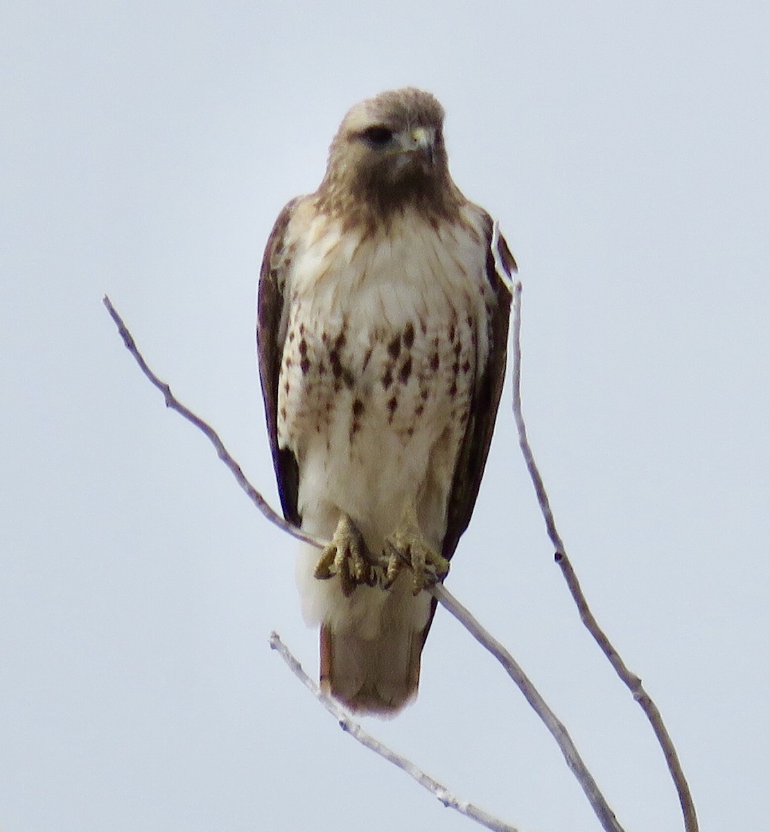 Rotschwanzbussard - ML146279101