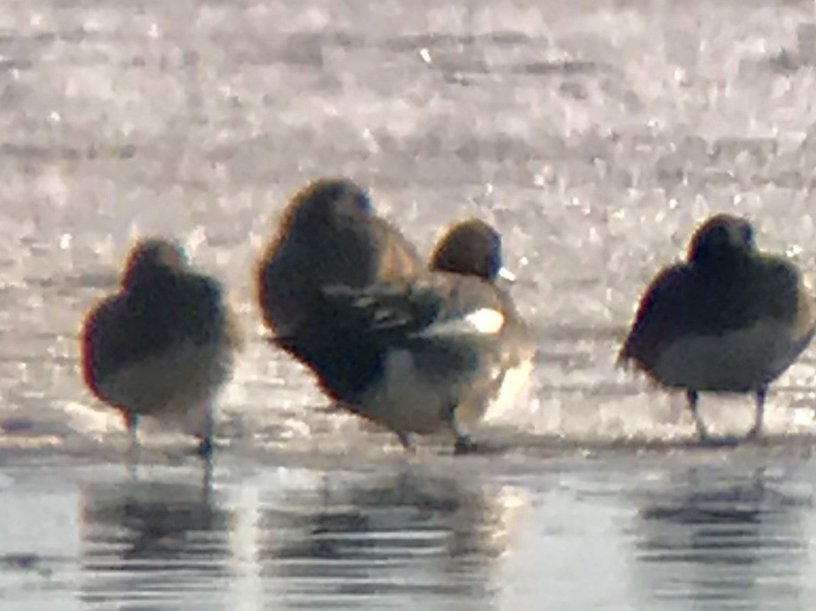 Eurasian Wigeon - ML146280151