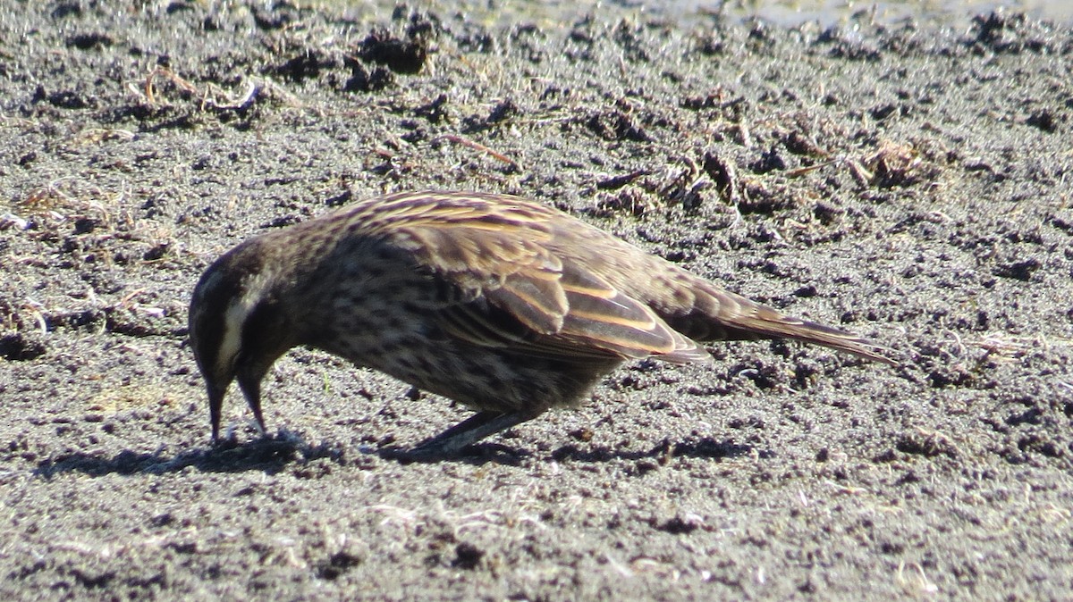 Yellow-winged Blackbird - ML146282591