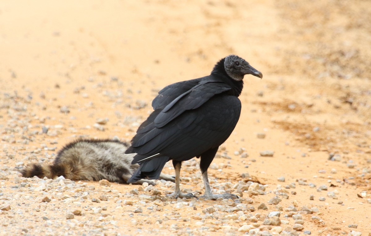 Black Vulture - Bruce  Purdy