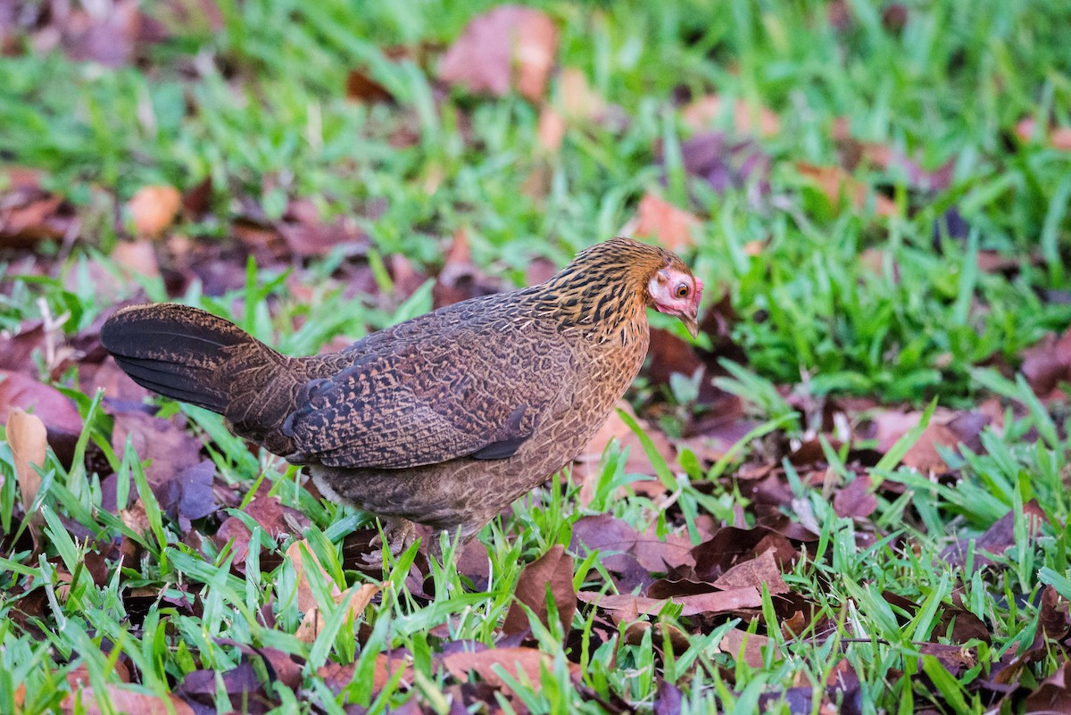 Red Junglefowl - Jan Lile