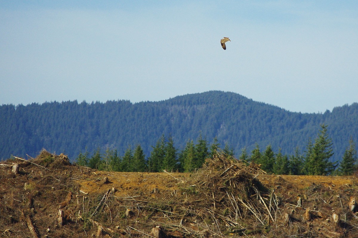 Short-eared Owl - ML146287311