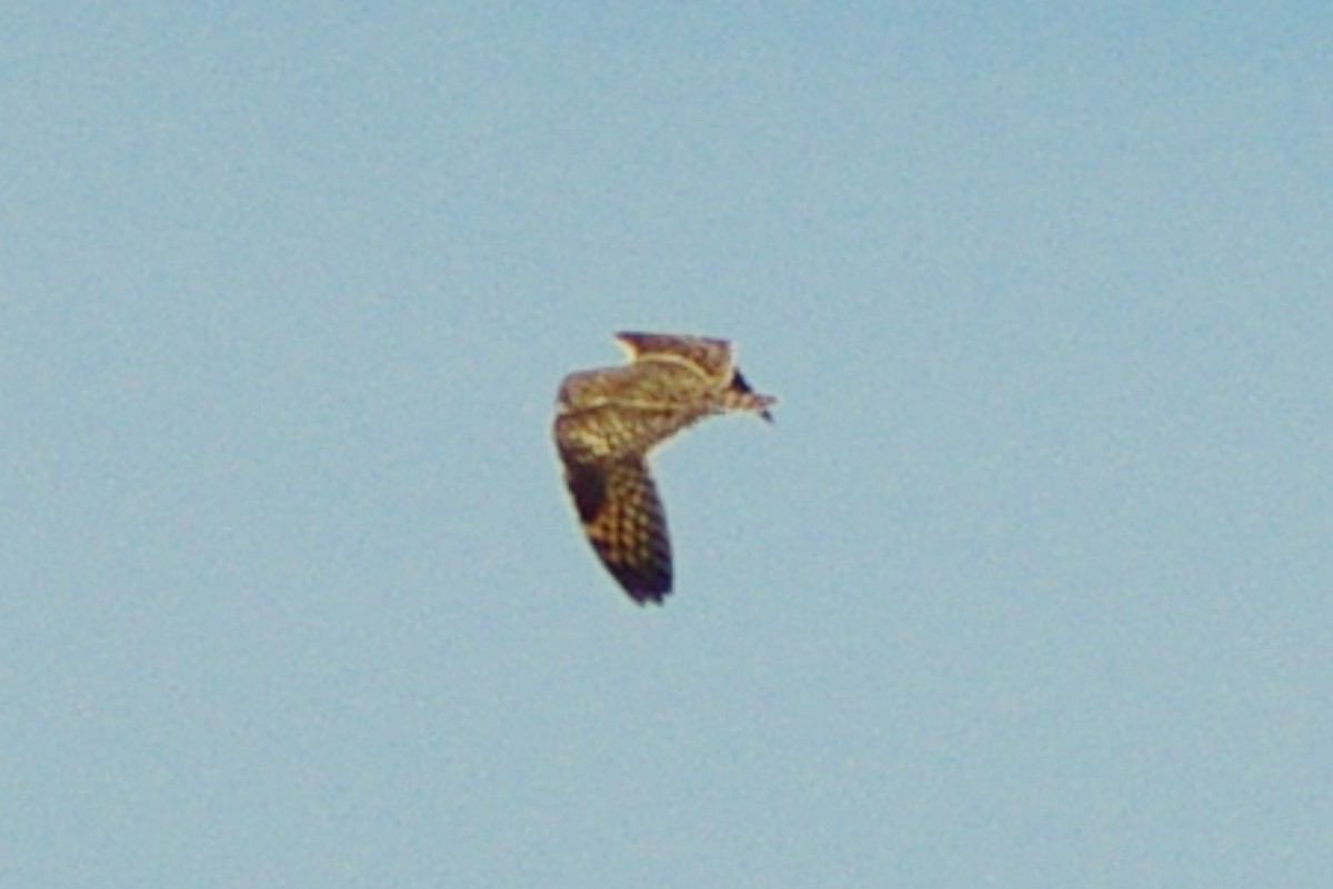 Short-eared Owl - ML146287351