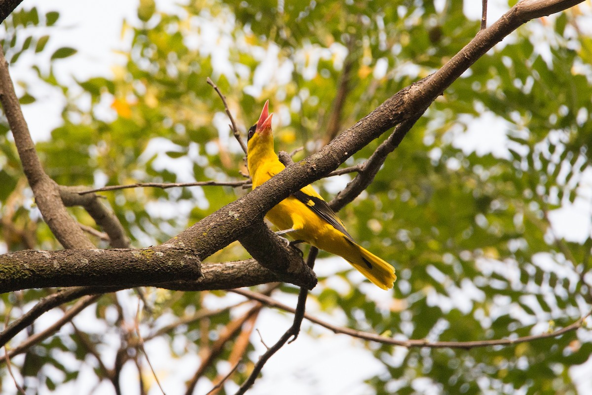 Black-naped Oriole - Jan Lile