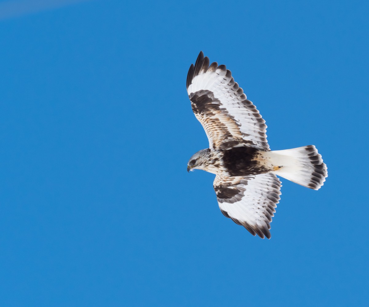 Rough-legged Hawk - ML146287941