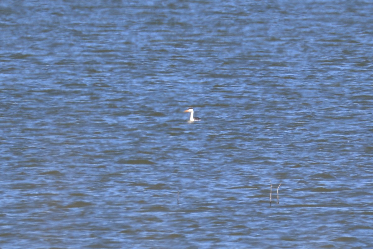 Clark's Grebe - ML146289961