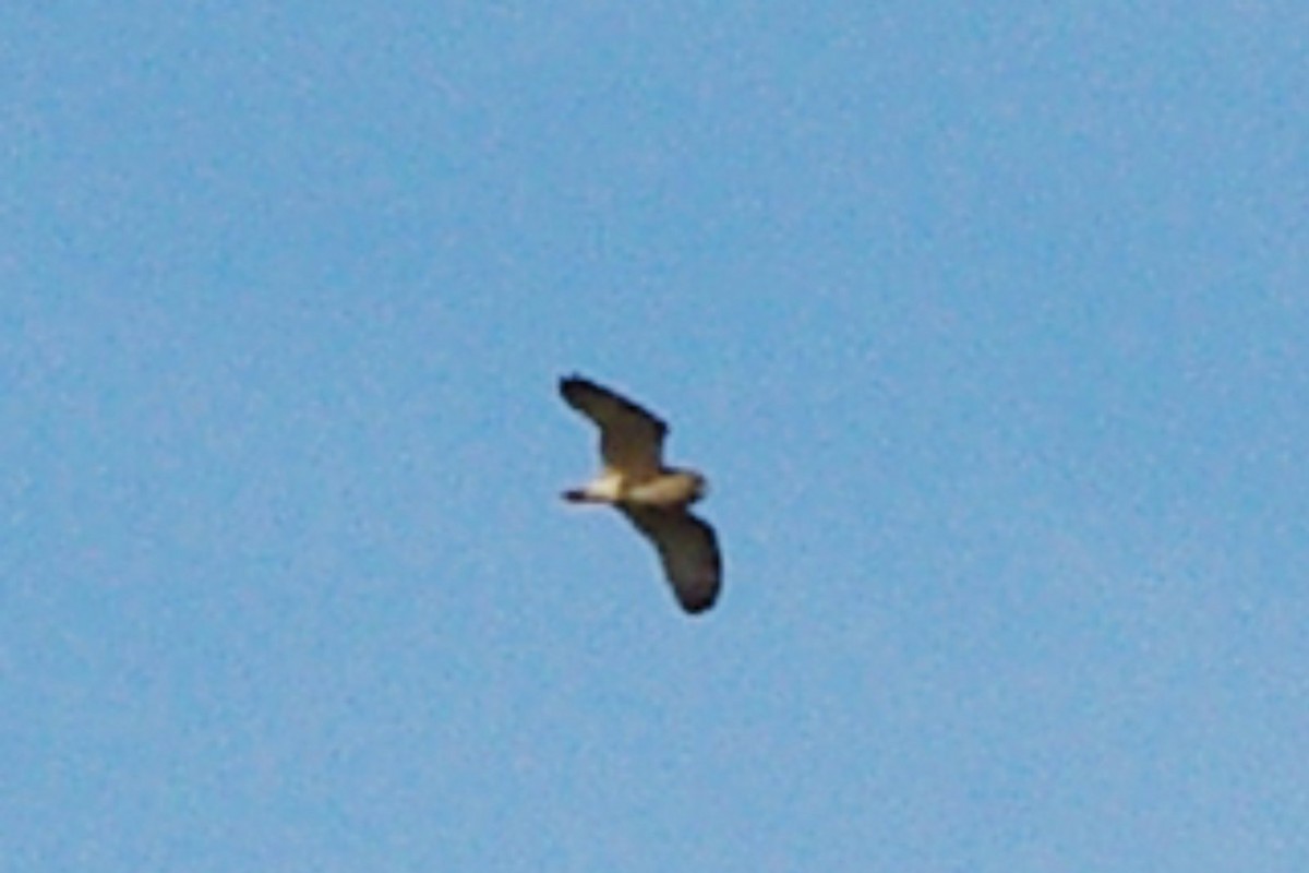 Short-eared Owl - ML146290871