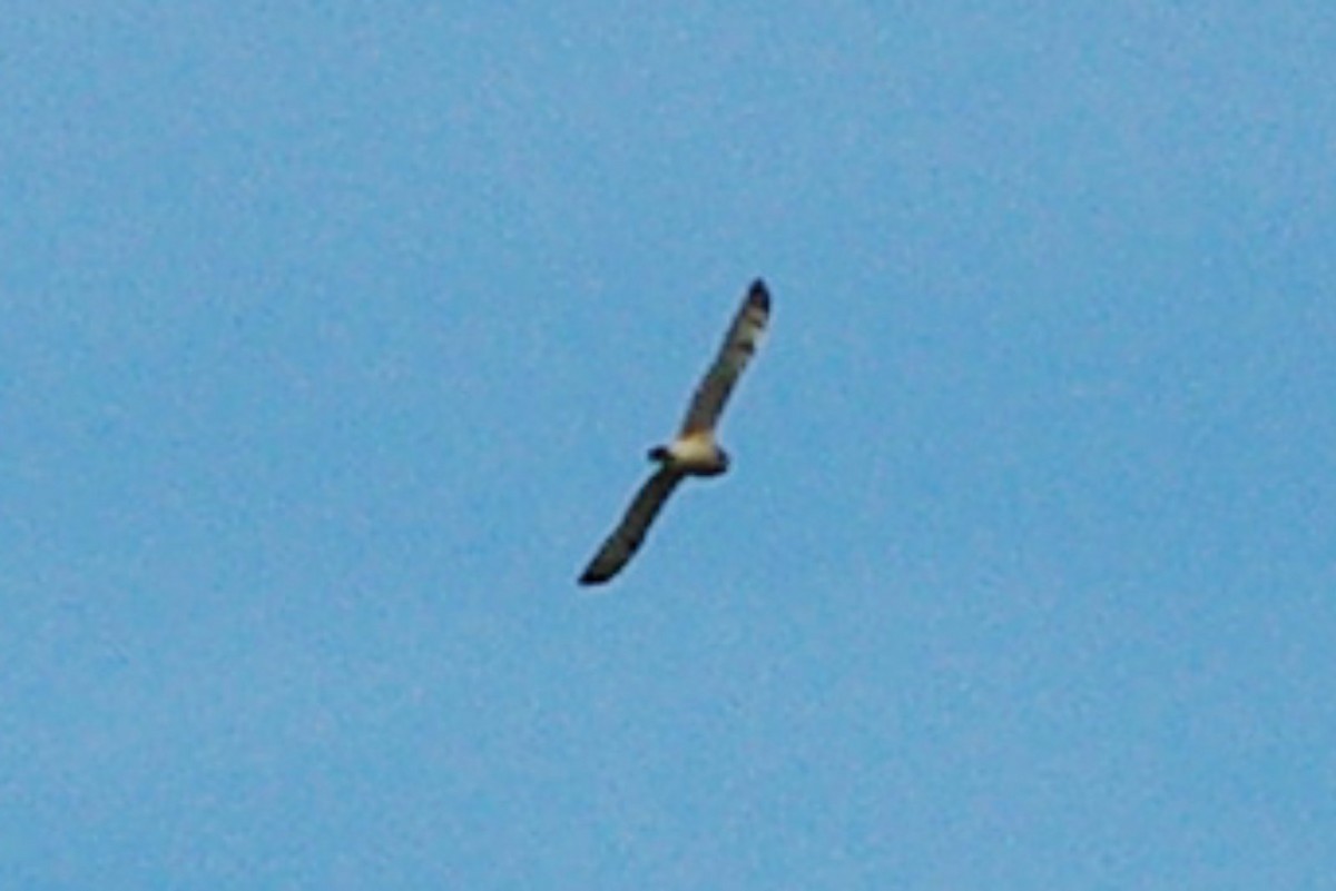 Short-eared Owl - ML146290891