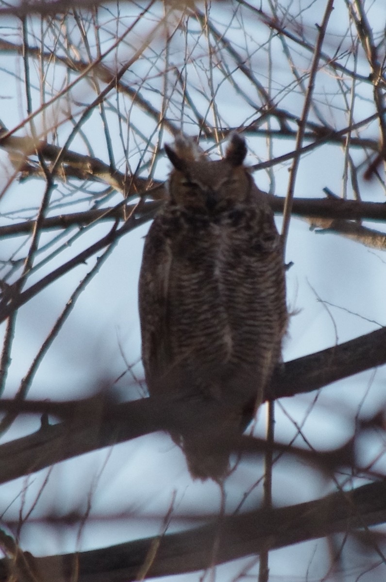 Great Horned Owl - robert beauchamp