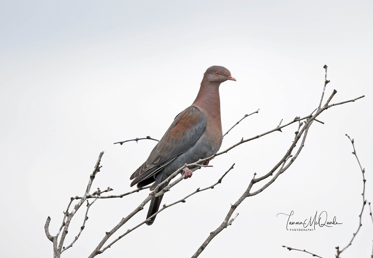 Red-billed Pigeon - Tammy McQuade