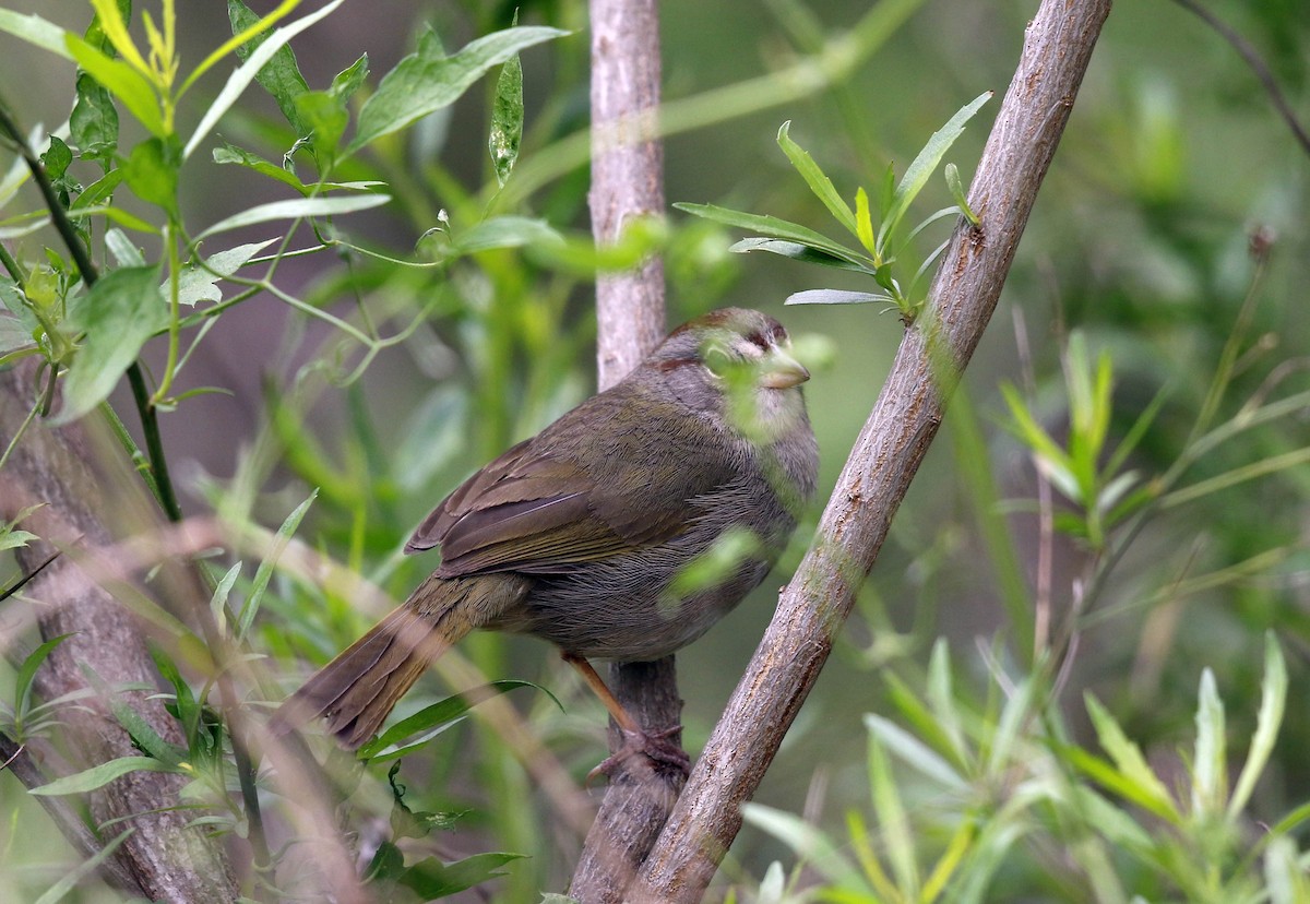 Olive Sparrow - Tammy McQuade