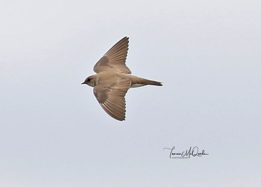 Golondrina Aserrada - ML146295201