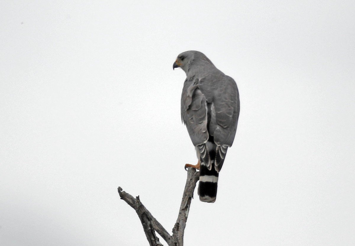 Gray Hawk - Tammy McQuade
