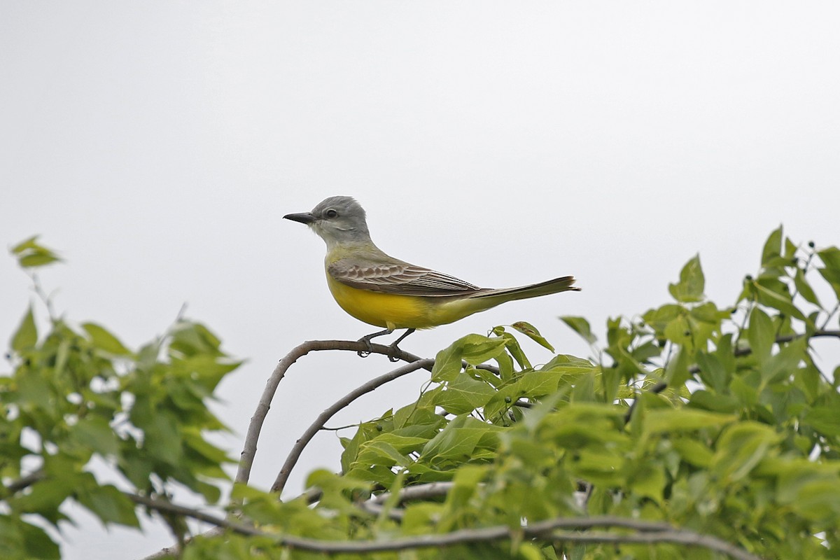 Couch's Kingbird - David McQuade