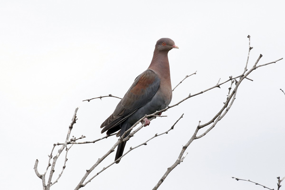 Red-billed Pigeon - David McQuade