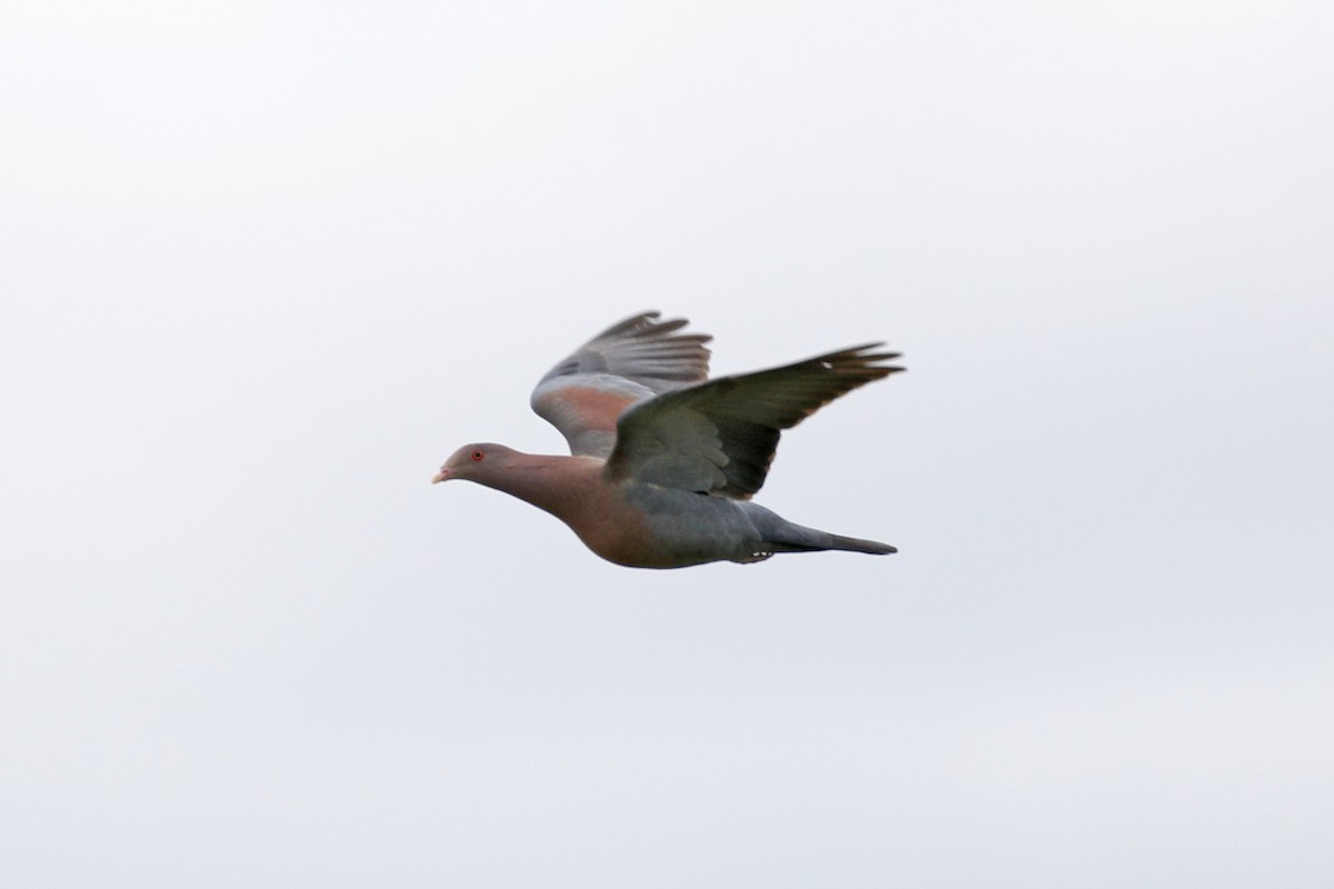 Red-billed Pigeon - David McQuade