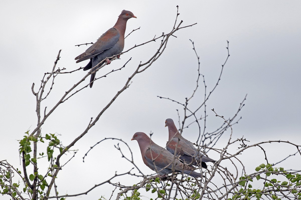 Red-billed Pigeon - David McQuade