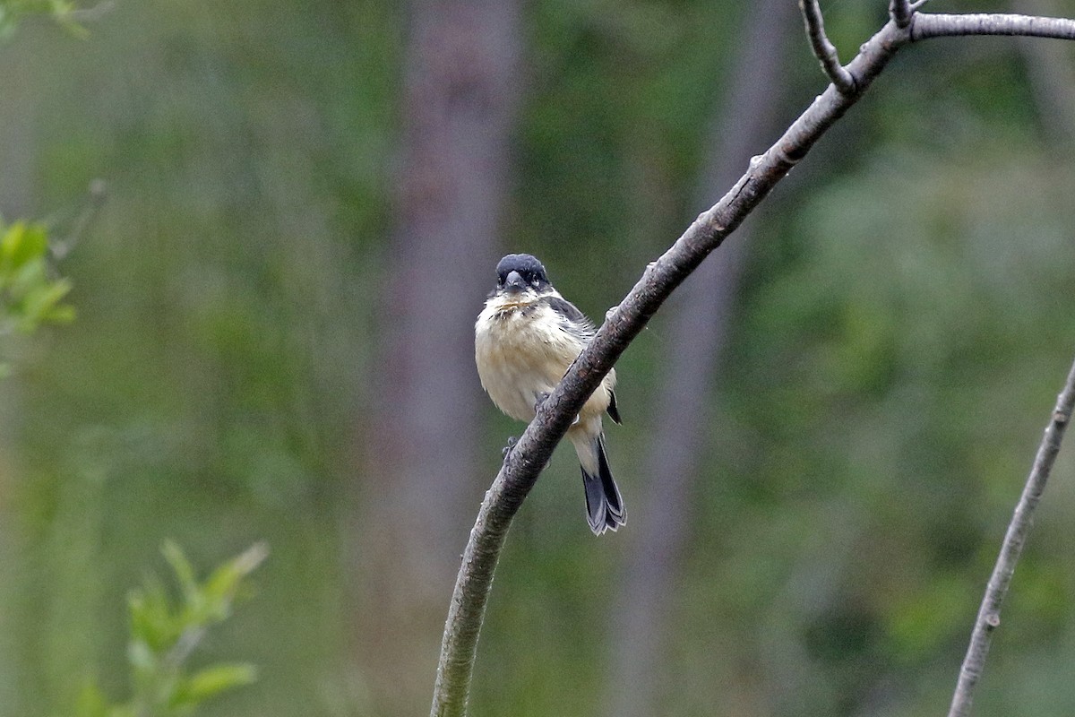 Morelet's Seedeater - David McQuade