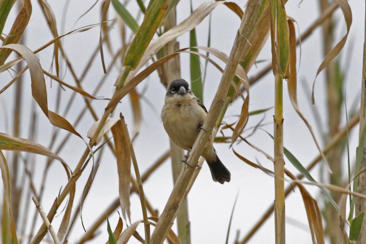 Morelet's Seedeater - David McQuade