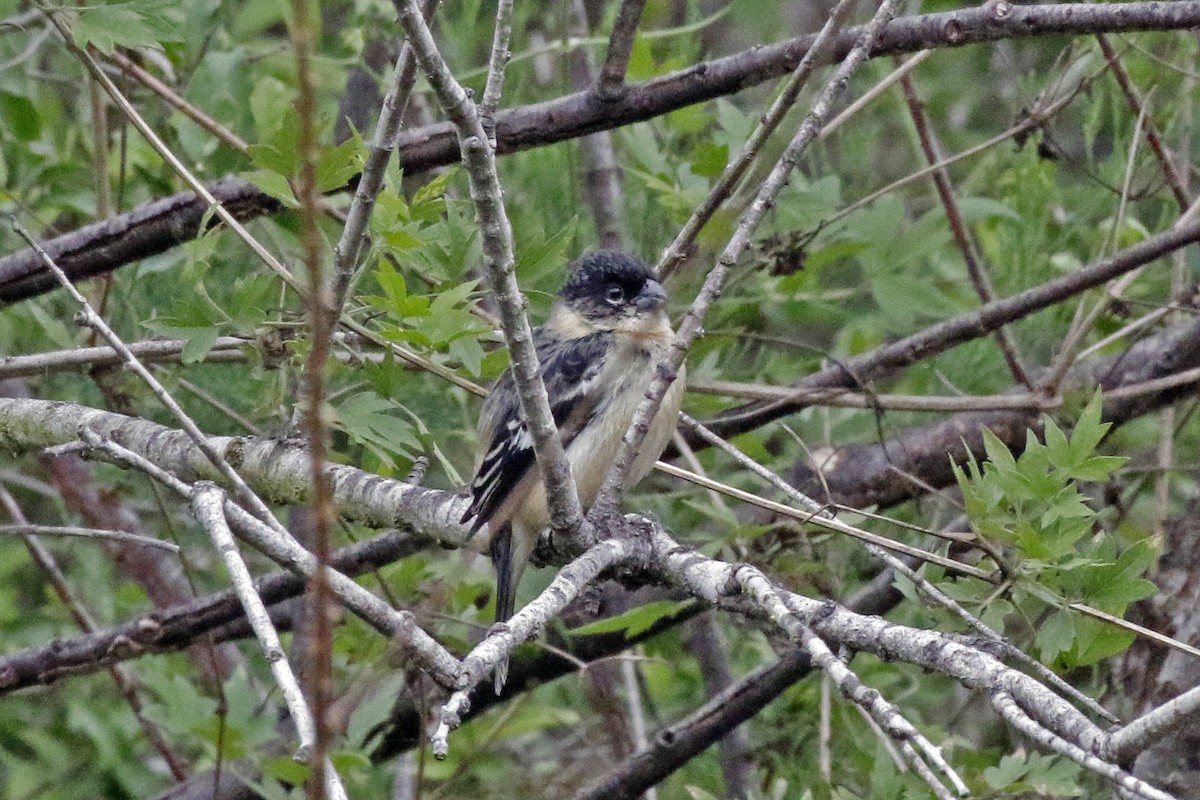 Morelet's Seedeater - David McQuade