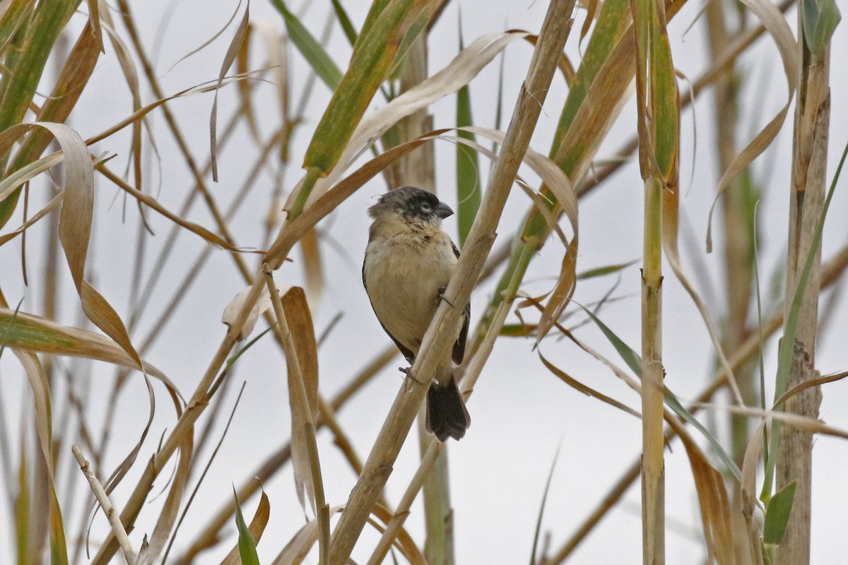 Morelet's Seedeater - David McQuade