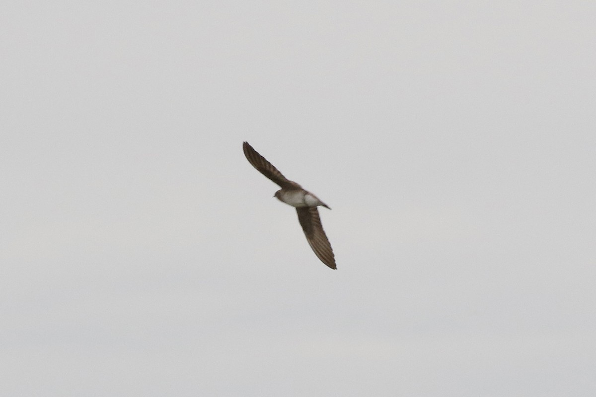 Northern Rough-winged Swallow - David McQuade