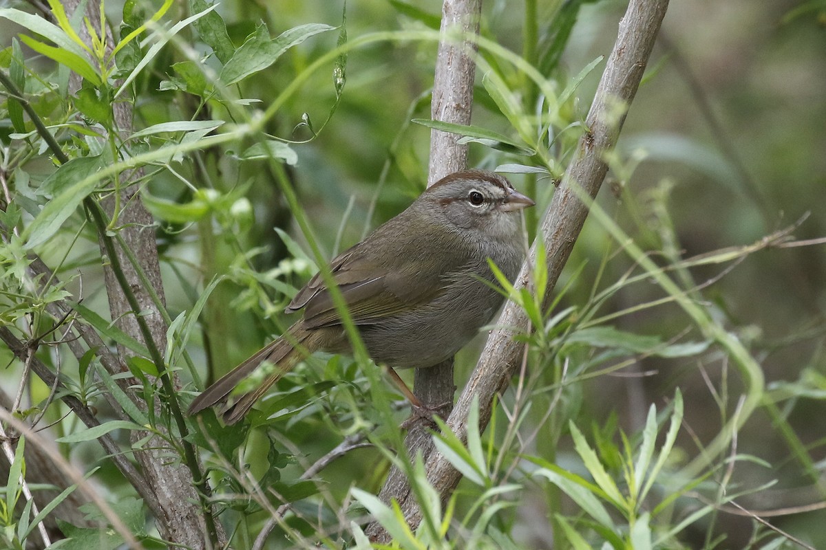 Olive Sparrow - David McQuade