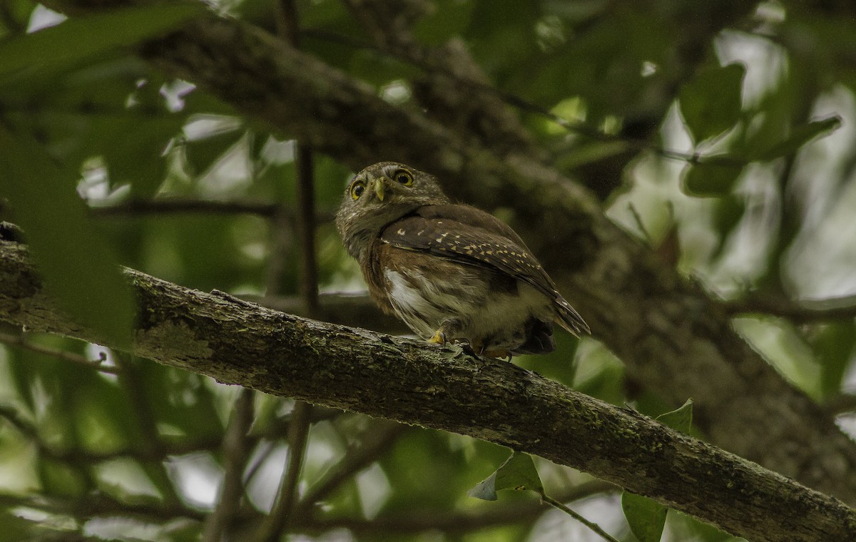 Central American Pygmy-Owl - Roni Martinez