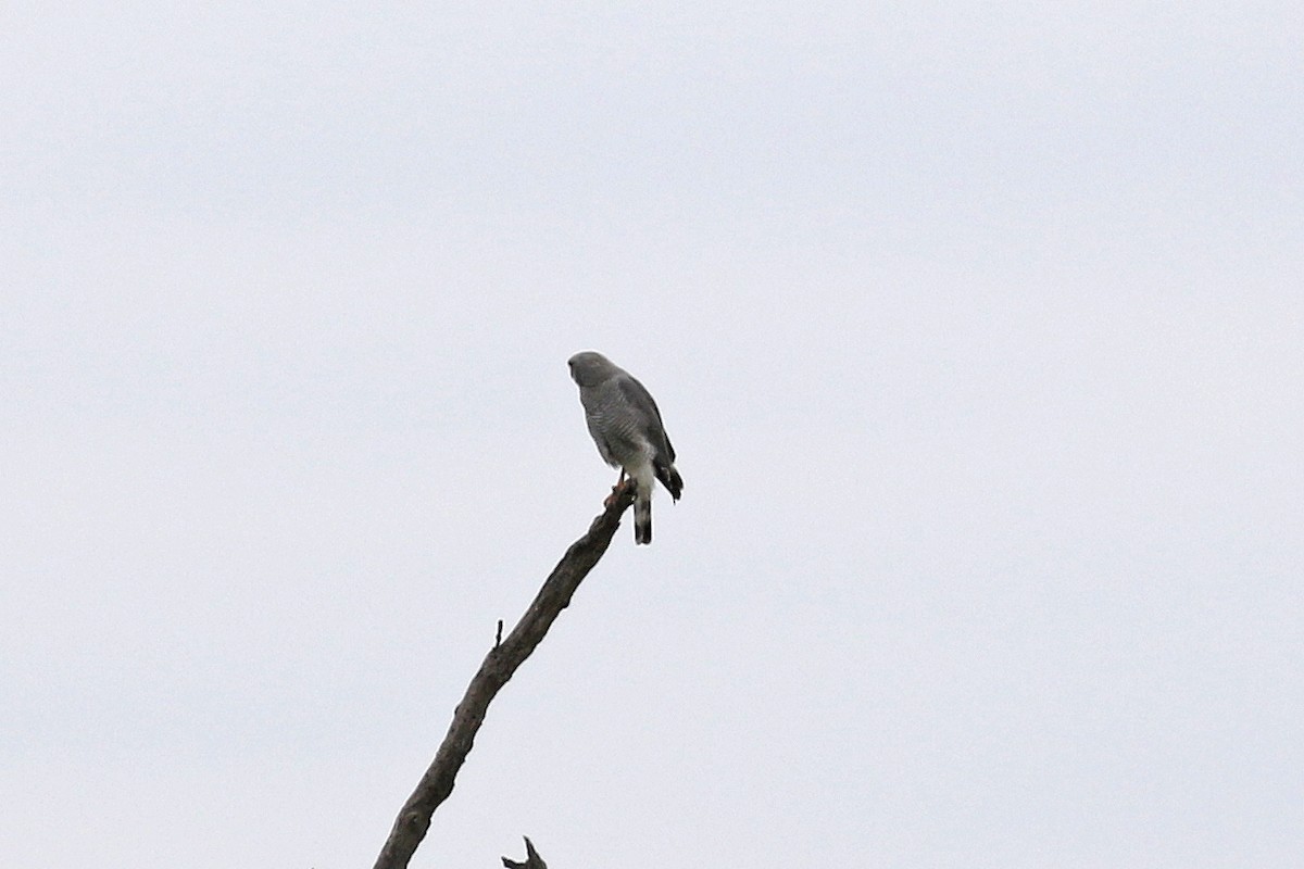 Gray Hawk - David McQuade