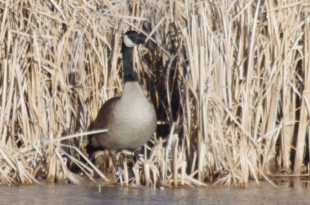 Canada Goose - robert beauchamp