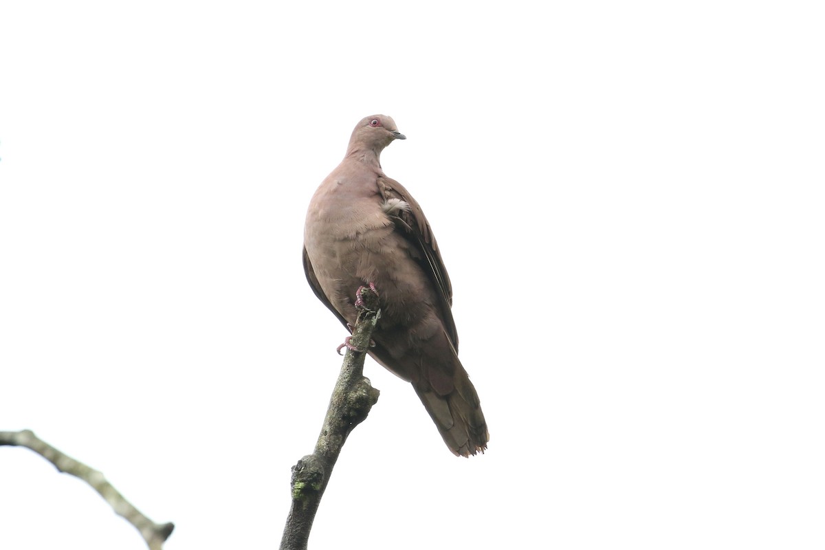 Ruddy Pigeon - ML146298911