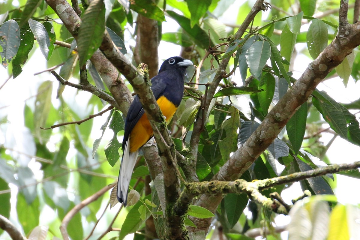 White-tailed Trogon - ML146299071