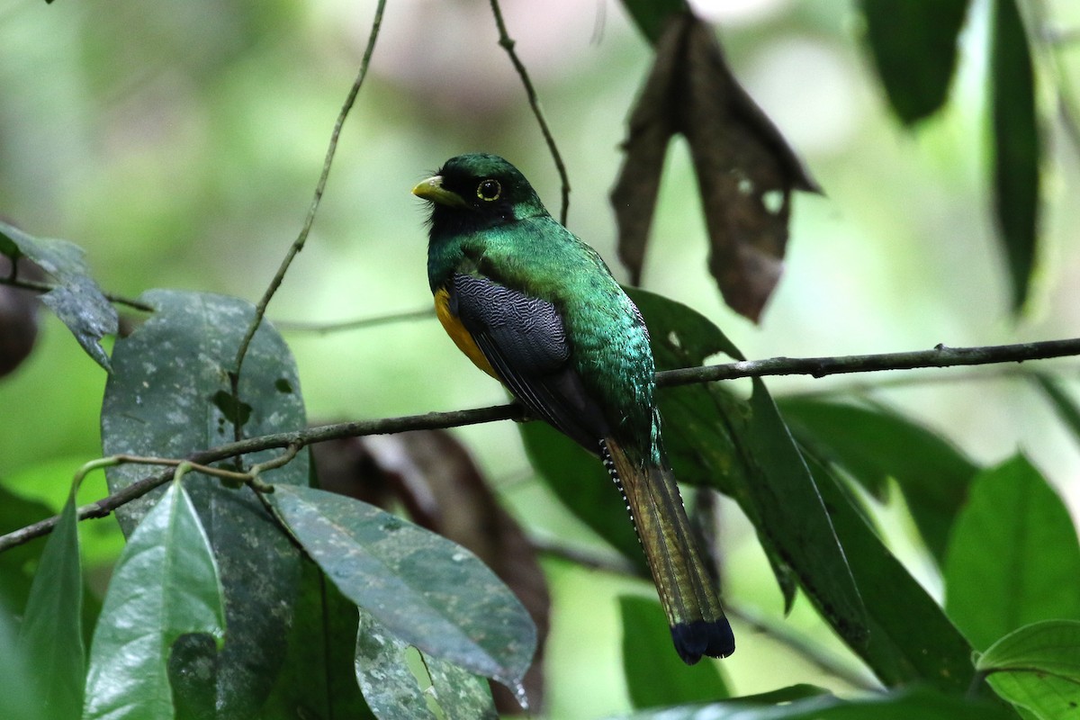 Choco Black-throated Trogon - ML146299161