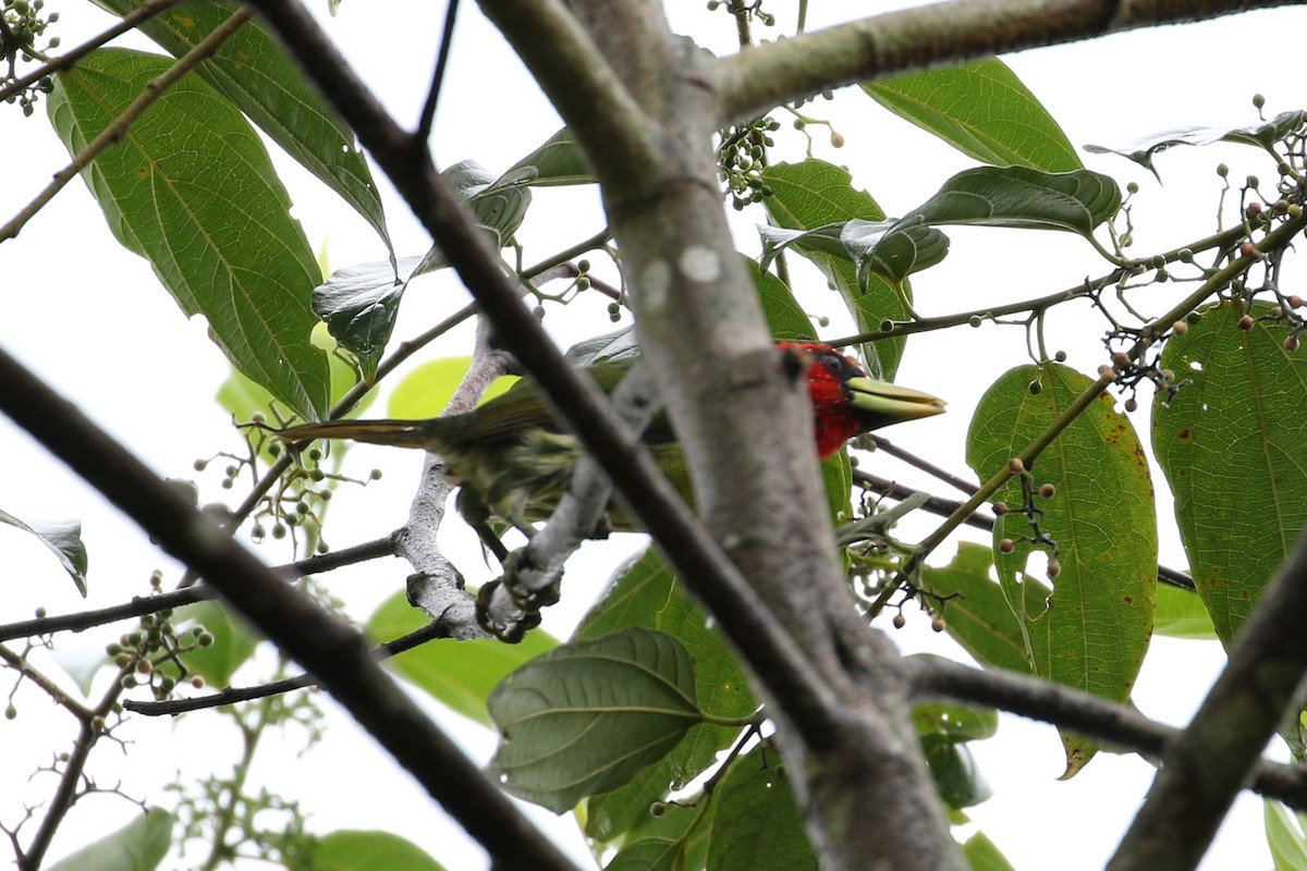 Red-headed Barbet - ML146299281