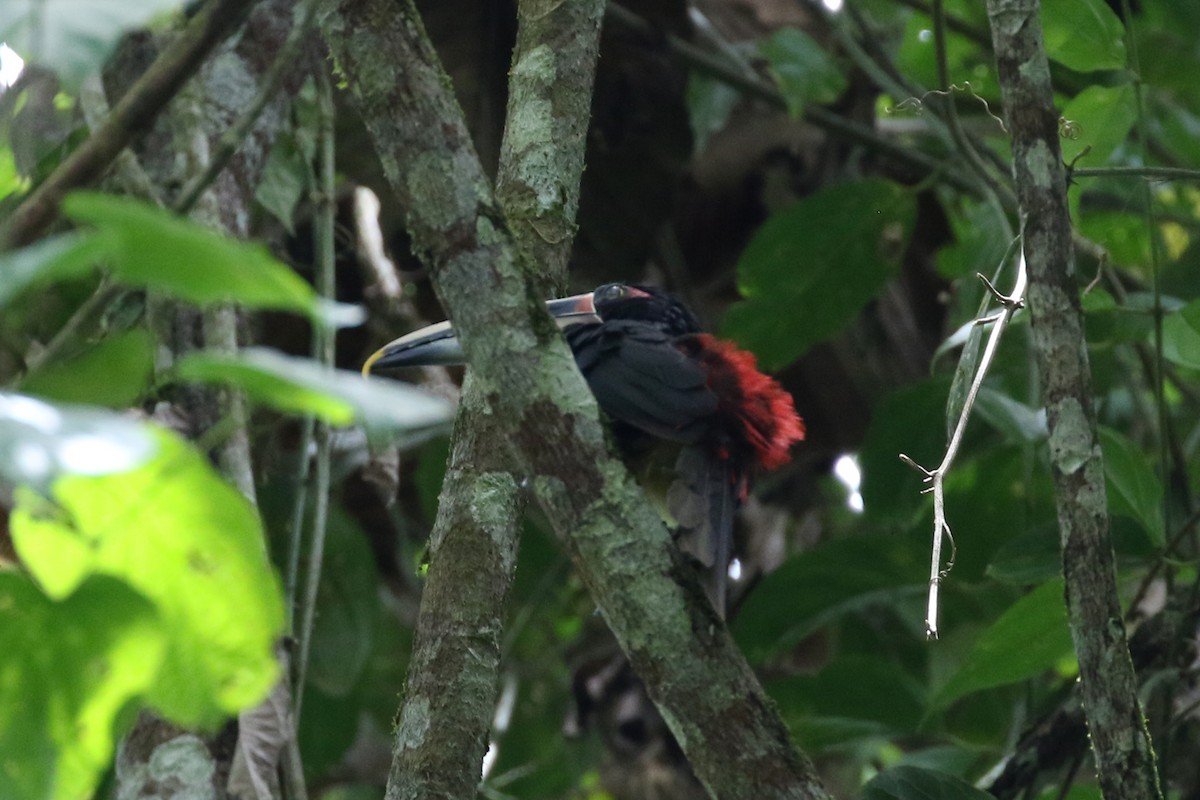 Collared Aracari (Pale-mandibled) - ML146299331