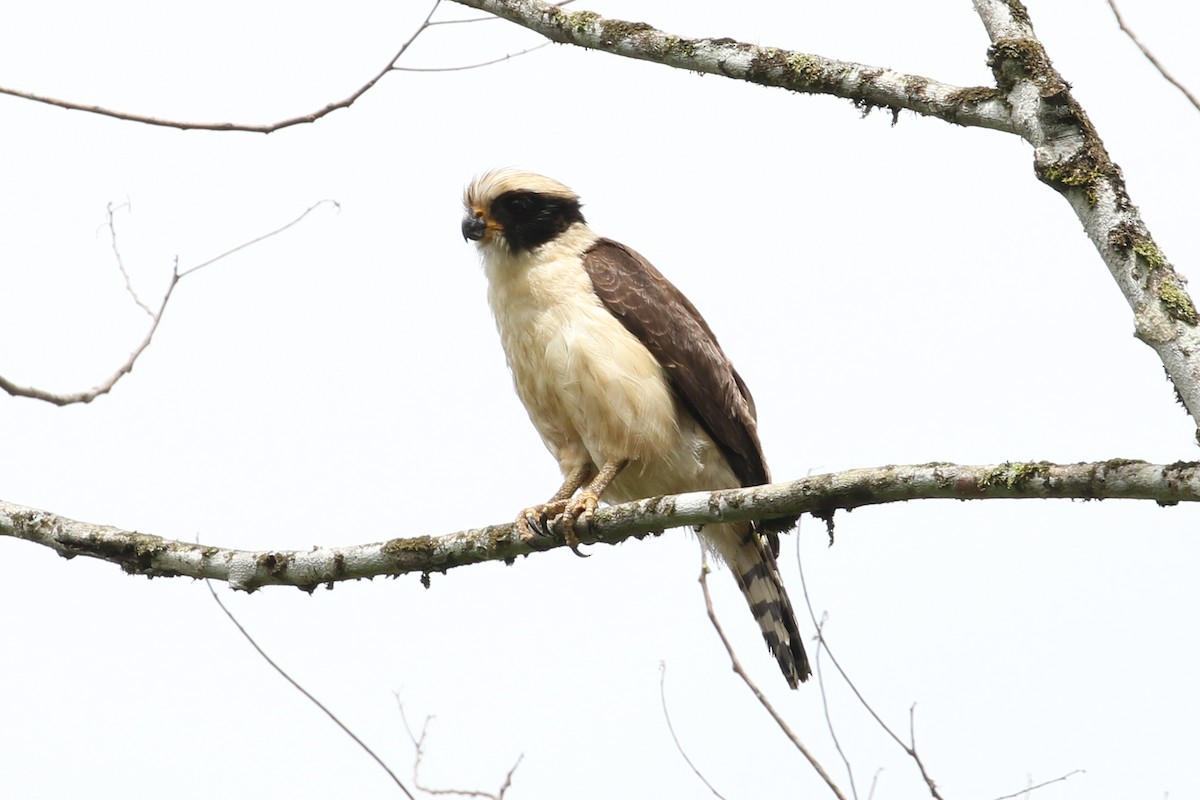 Laughing Falcon - ML146299631