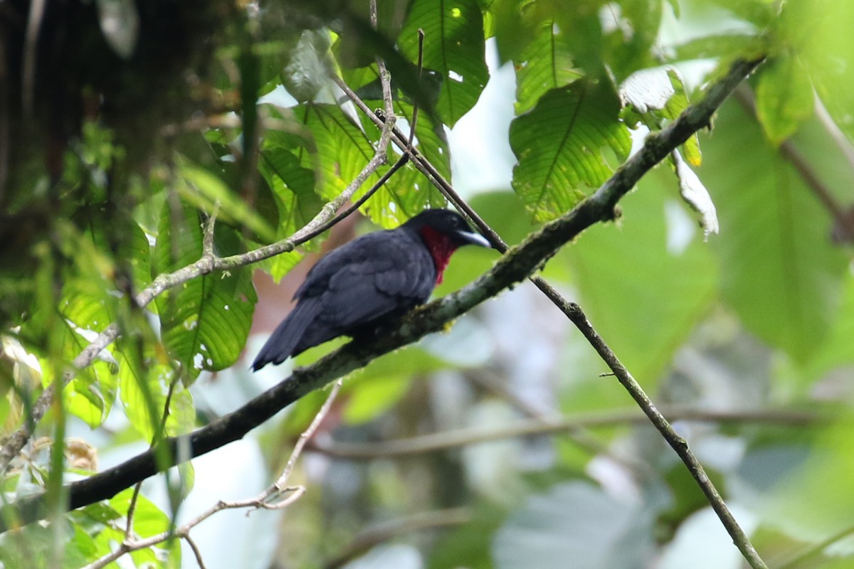 Purple-throated Fruitcrow - Dave Beeke