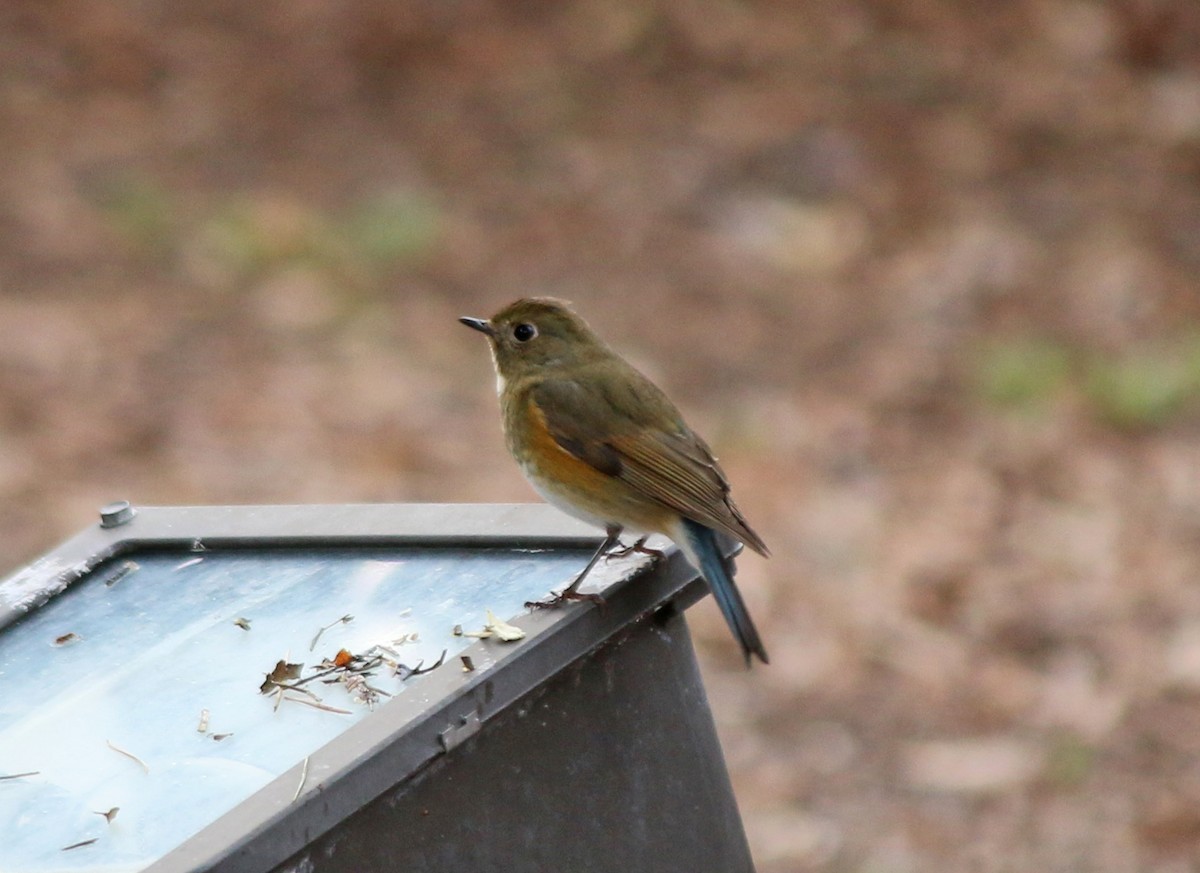 Robin à flancs roux - ML146300021