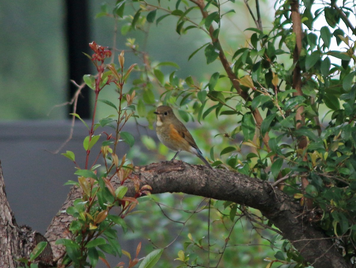 Robin à flancs roux - ML146300041