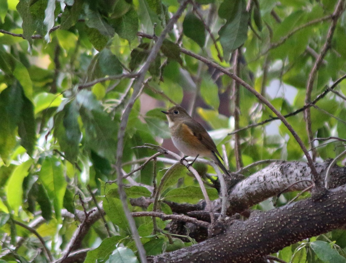Red-flanked Bluetail - ML146300051