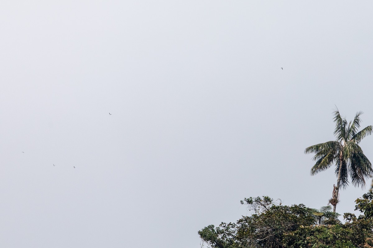 Mississippi/Plumbeous Kite - Louis Bevier