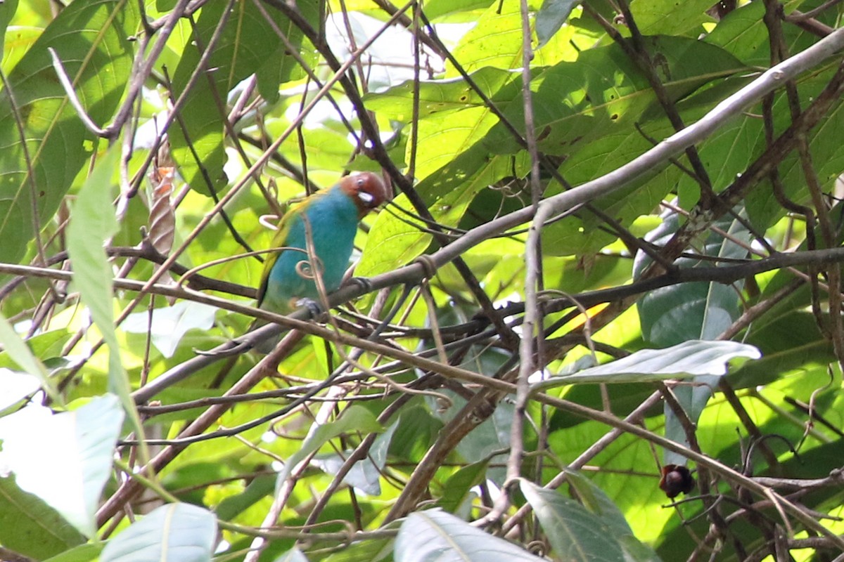 Bay-headed Tanager - ML146300451