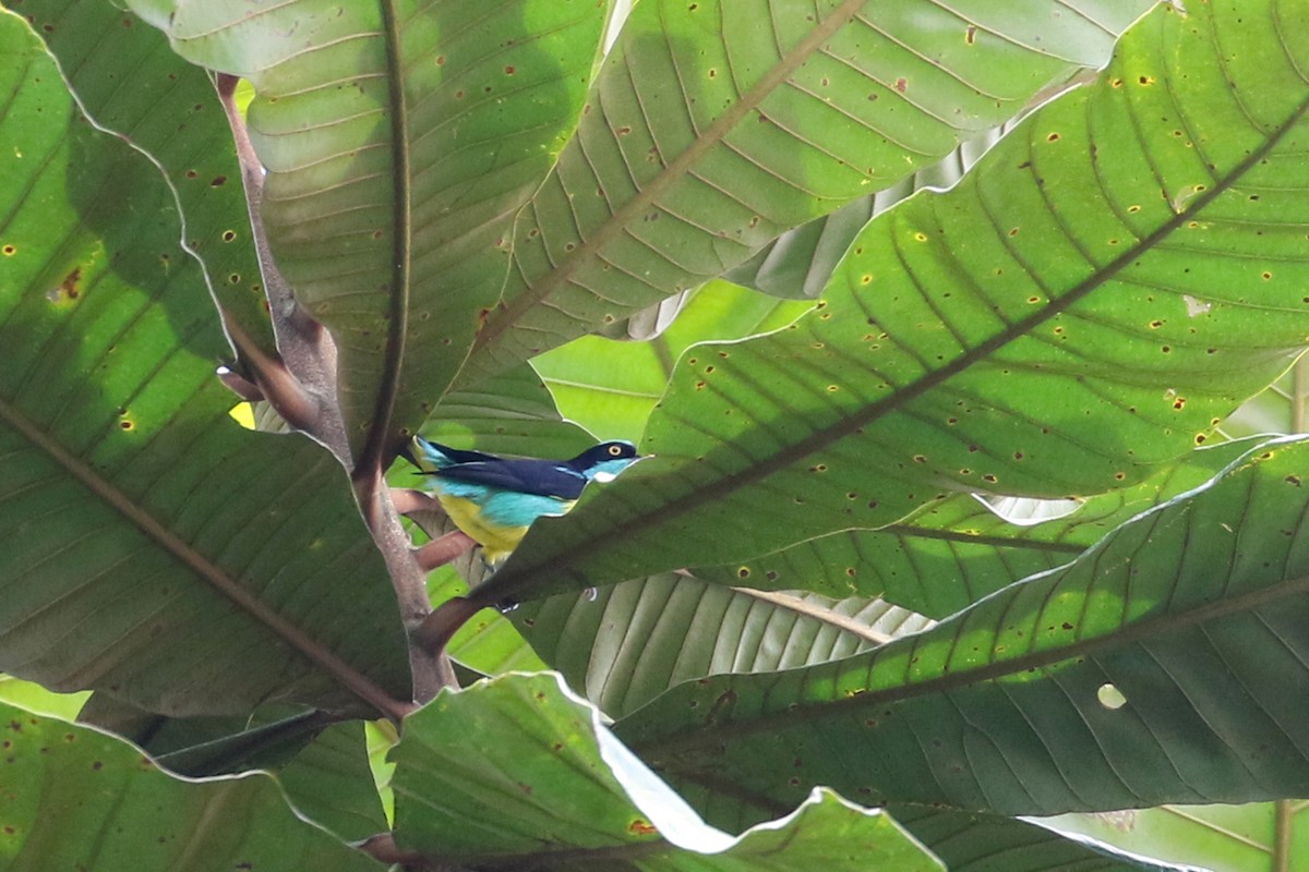 Black-faced Dacnis (Yellow-tufted) - Dave Beeke