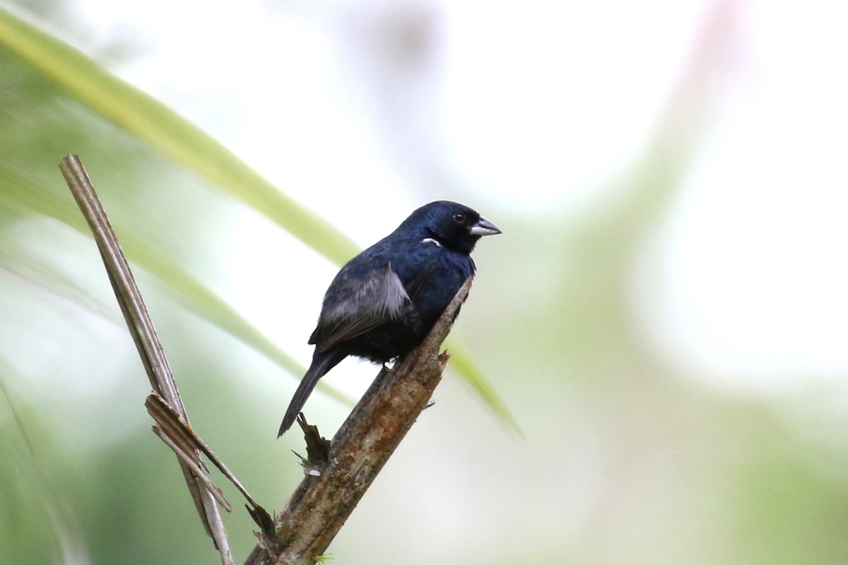 Blue-black Grassquit - ML146300561