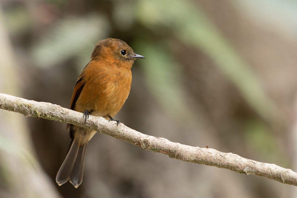 Cinnamon Flycatcher - Louis Bevier