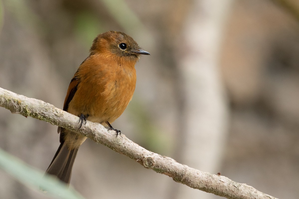 Cinnamon Flycatcher - ML146300801