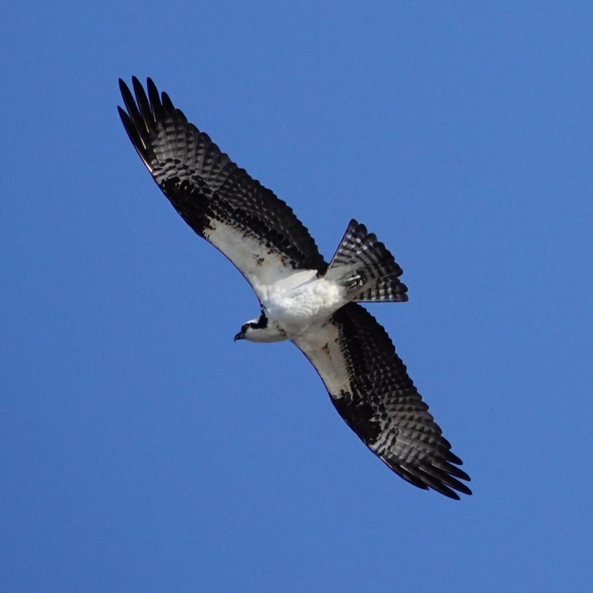 Osprey (carolinensis) - ML146301801