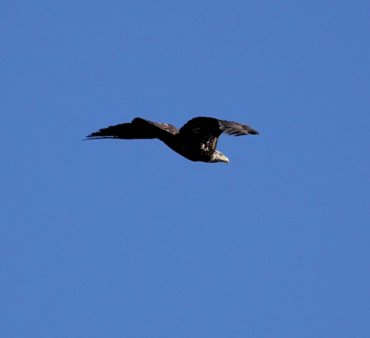 Bald Eagle - Kathleen Horn