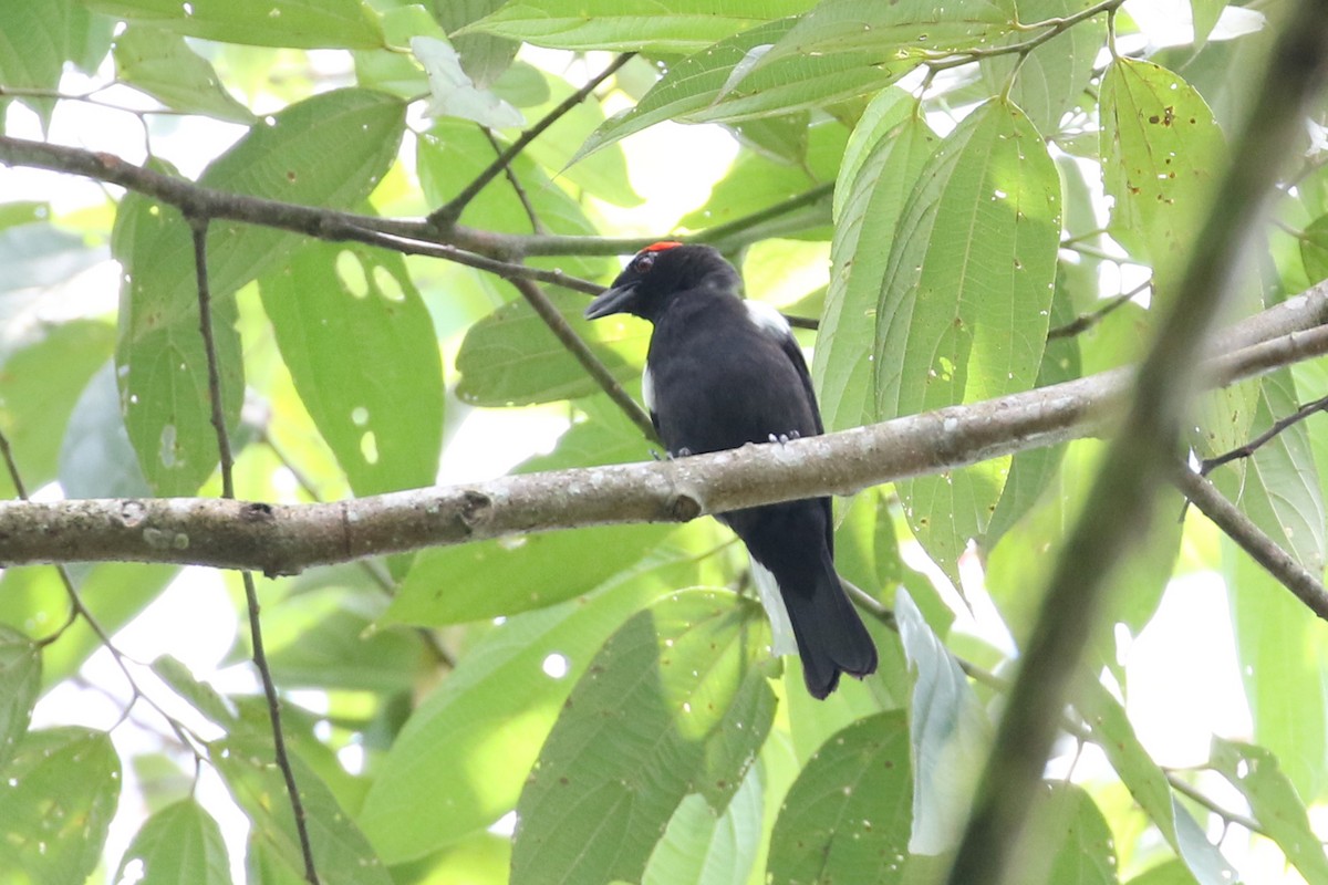 Scarlet-browed Tanager - ML146303251