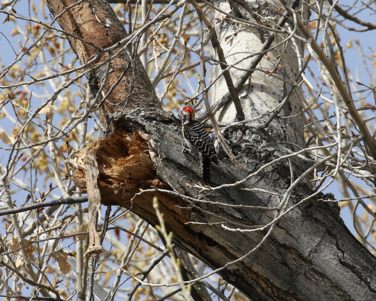 Ladder-backed Woodpecker - Mickey Dyke